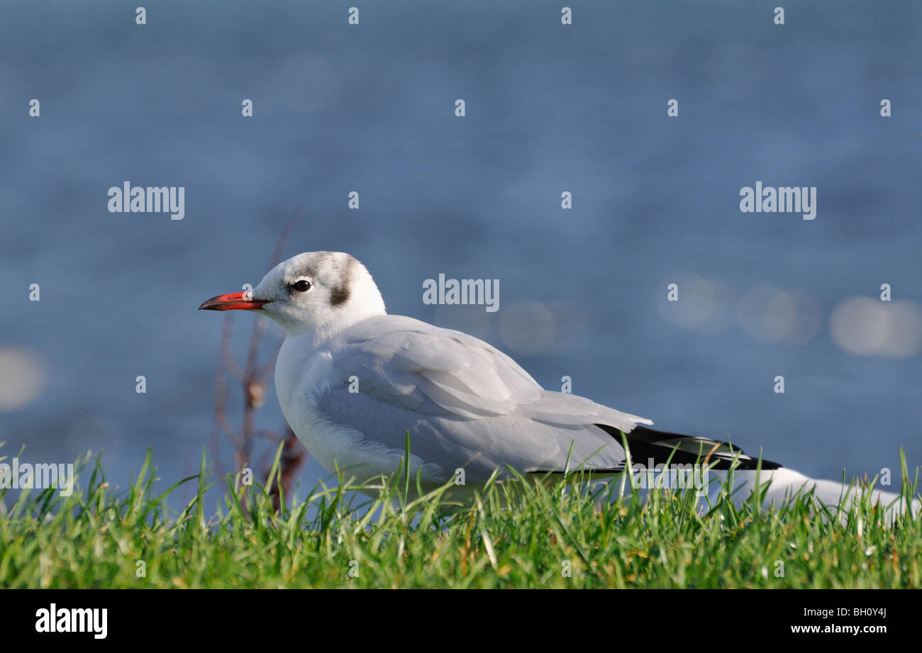 Lachmöwe im Winterkleid ruht auf einem grasbewachsenen Bank neben Loch Flotte in der Nähe von Golspie Sutherland, Schottland UK Stockfoto
