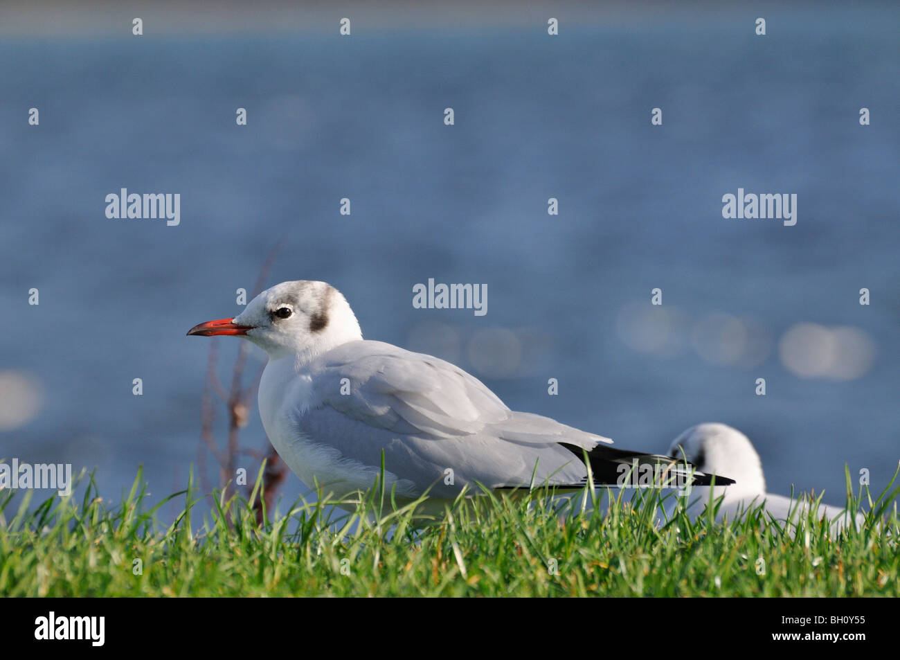 Lachmöwe im Winterkleid ruht auf einem grasbewachsenen Bank neben Loch Flotte in der Nähe von Golspie Sutherland, Schottland UK Stockfoto