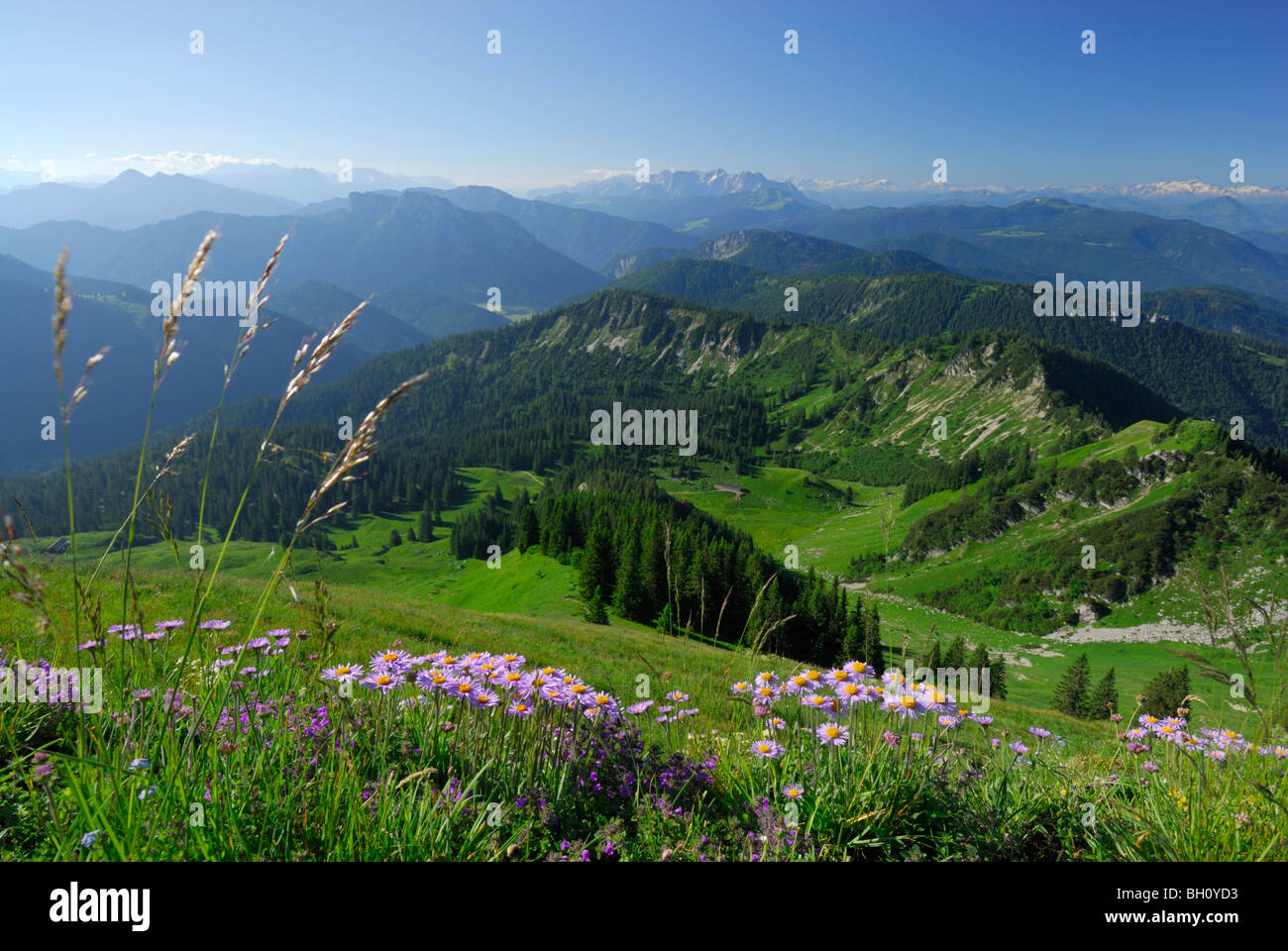 Alpine Astern am Hochgern mit Blick auf Chiemgau-Palette und Loferer Steinberge Palette, Chiemgau Reichweite, Chiemgau, Oberbayern, Bav Stockfoto