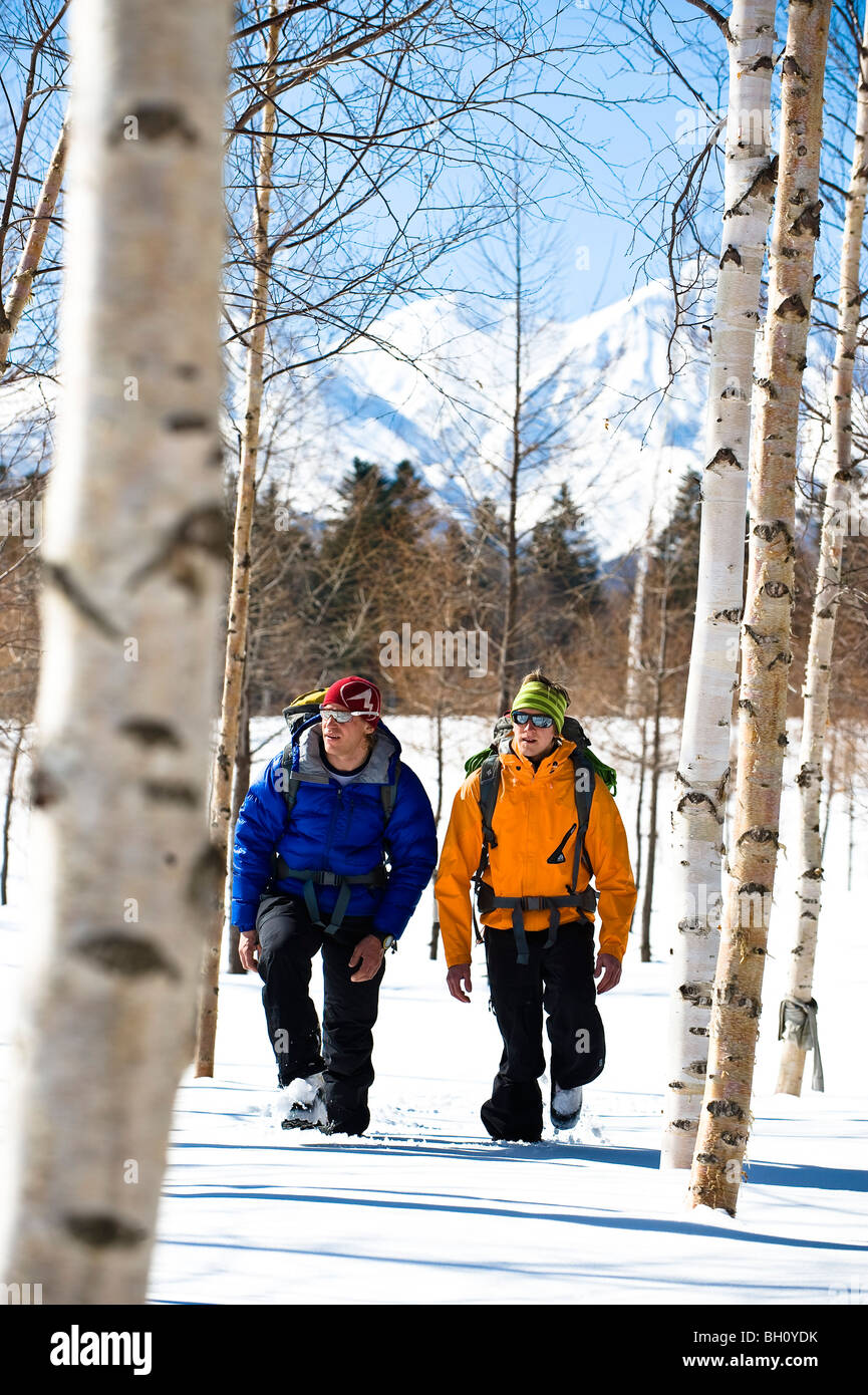 Zwei Männer zu Fuß zwischen Birken durch den Schnee, Hokkaido, Japan, Asien Stockfoto