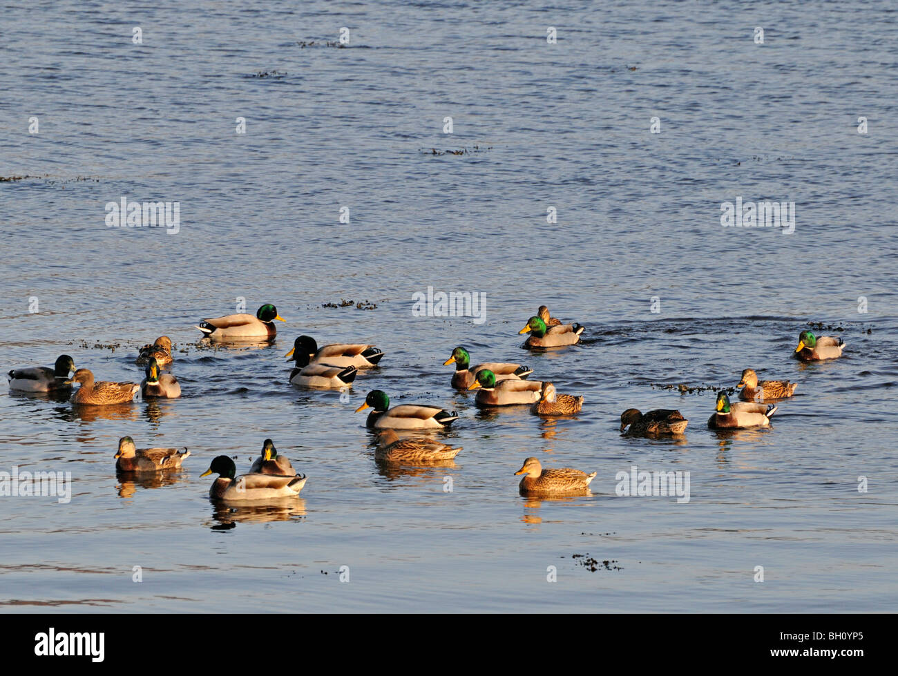 Herde von Stockenten auf dem Wasser am Loch Flotte in der Nähe von Golspie Sutherland, Schottland UK Stockfoto