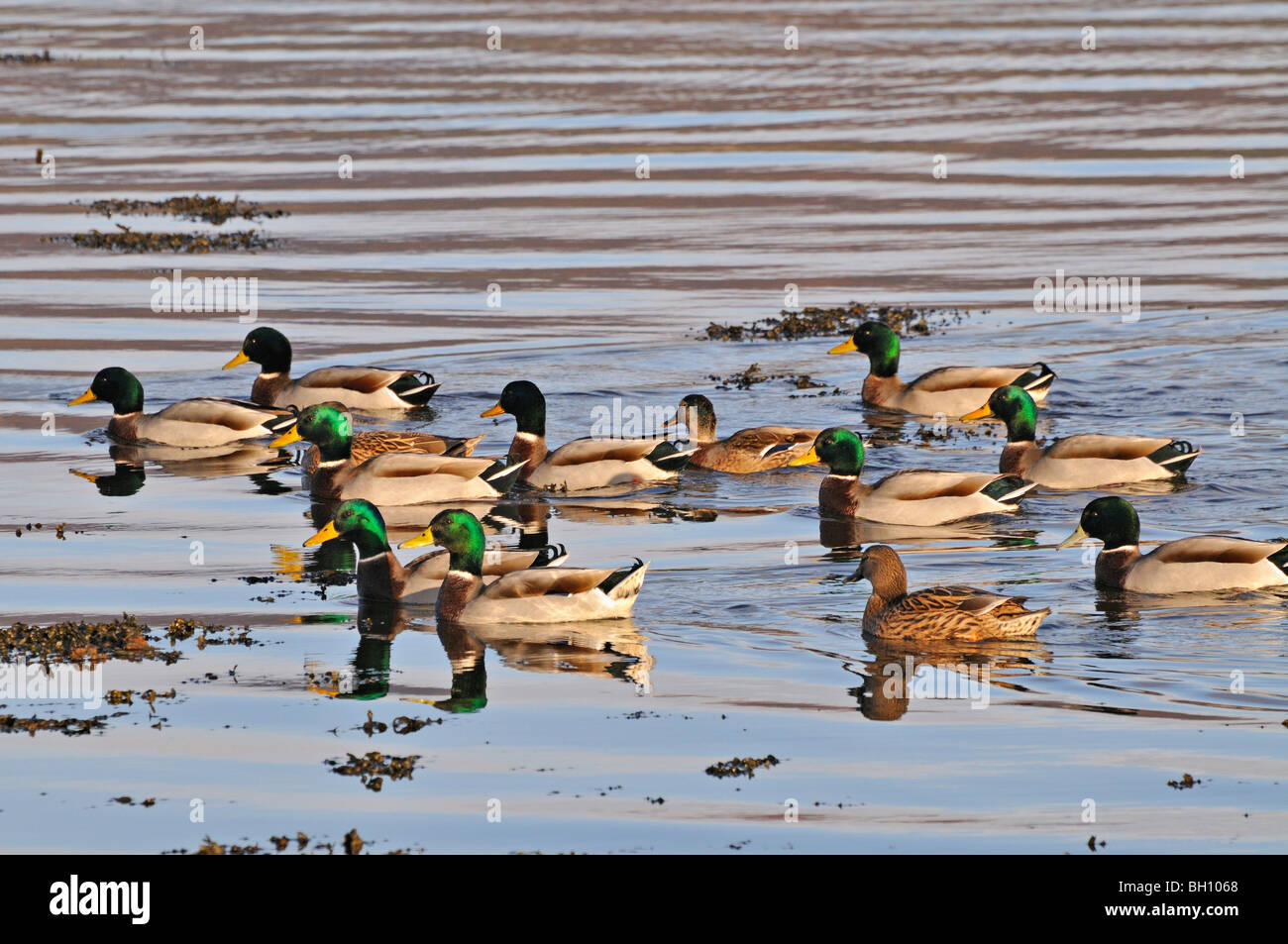 Herde von Stockenten auf dem Wasser am Loch Flotte in der Nähe von Golspie Sutherland, Schottland UK Stockfoto
