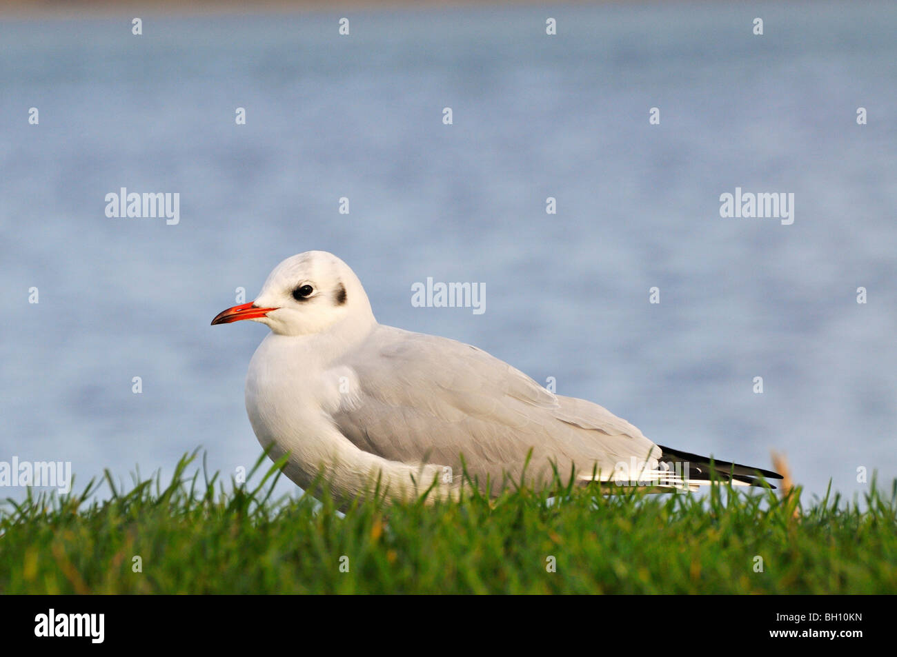 Lachmöwe im Winterkleid auf einem grasbewachsenen Ufer neben Loch Flotte in Sutherland Schottland, Vereinigtes Königreich Stockfoto