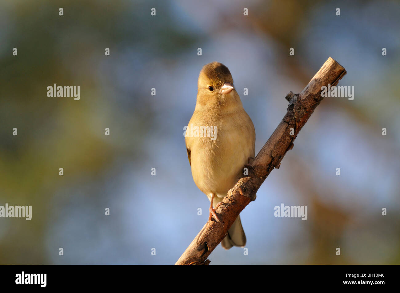 Weibliche Buchfink auf einem Hochsitz in einem Garten am Killin in Perthshire Schottland, Vereinigtes Königreich Stockfoto