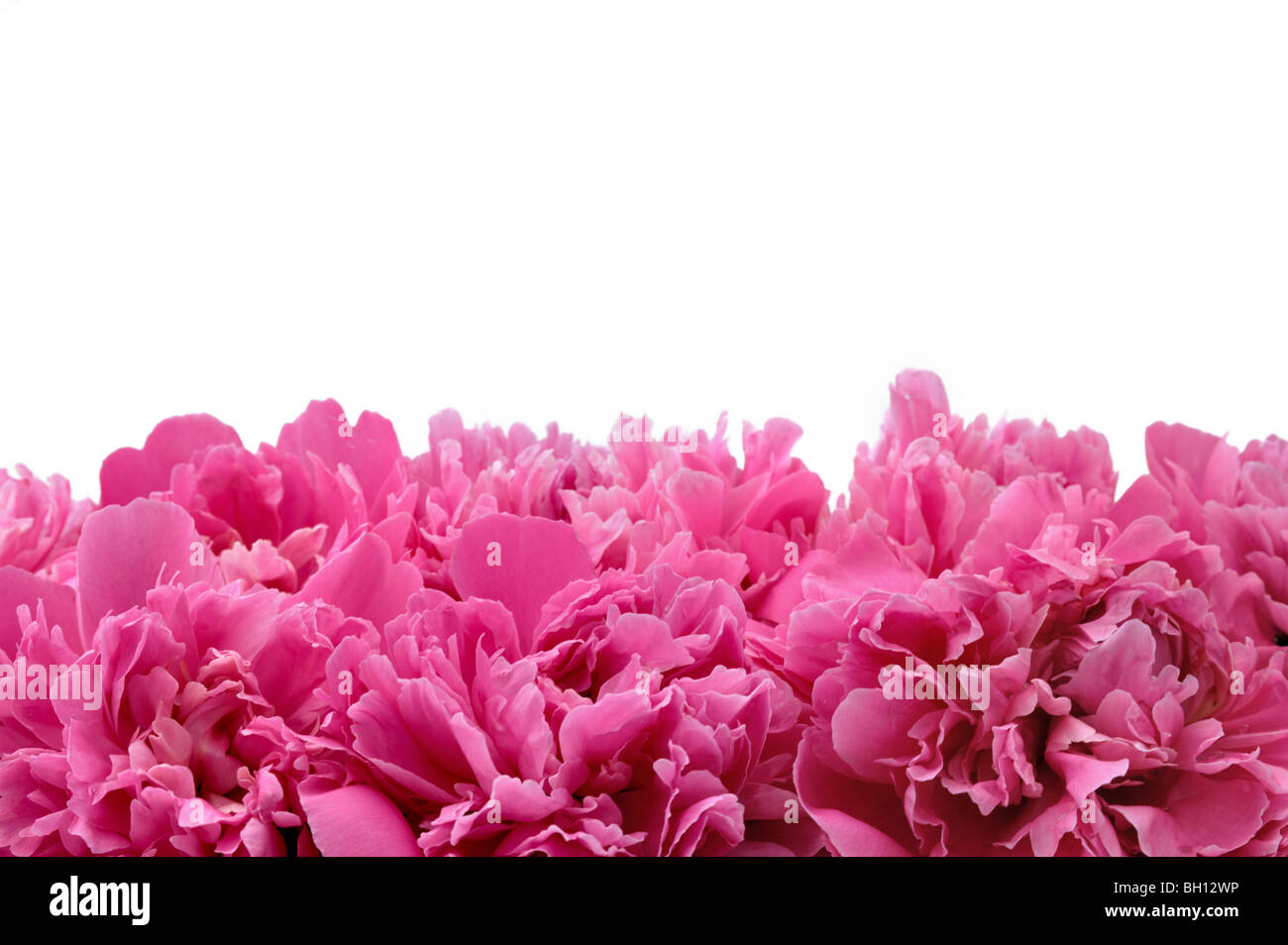 Lila und weiße farben Ausgeschnittene Stockfotos und -bilder - Alamy