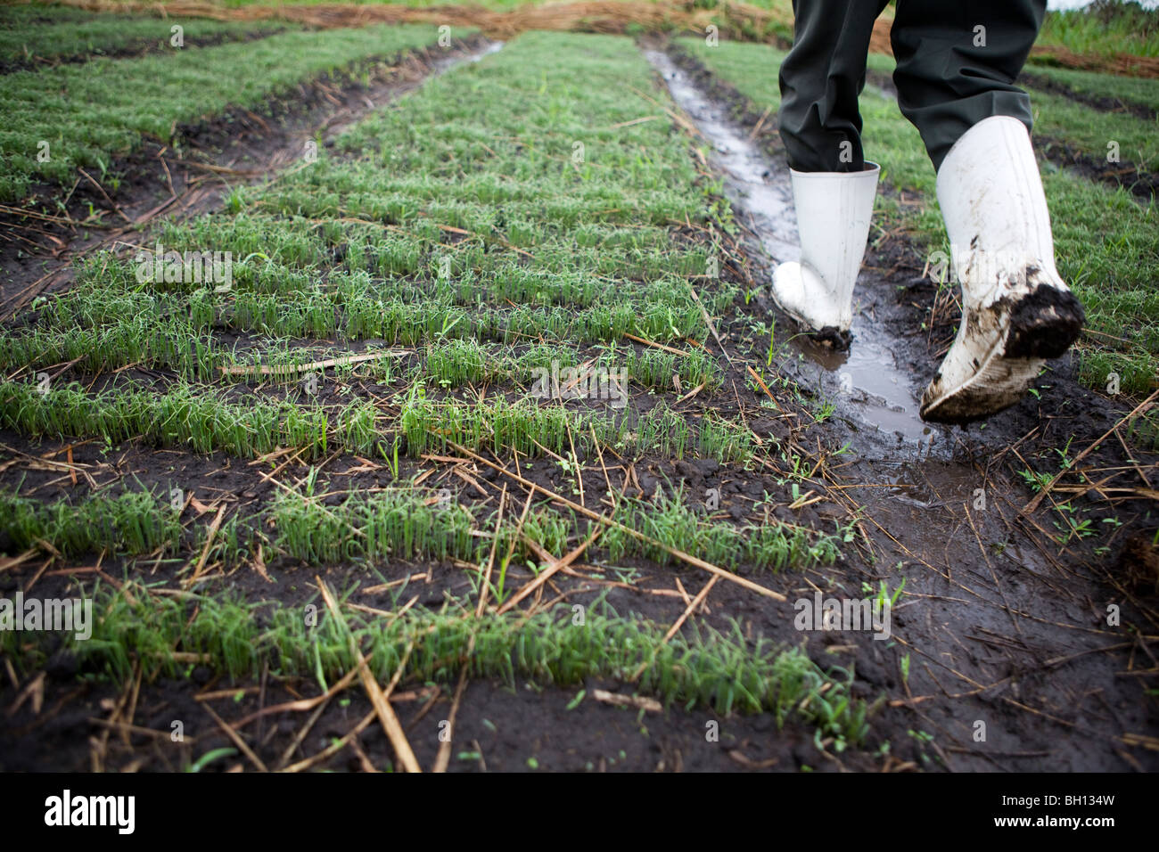 Niedrigen Winkel eines Bauern in Stiefeln zu Fuß auf seine Zwiebel-Farm in Afrika Stockfoto