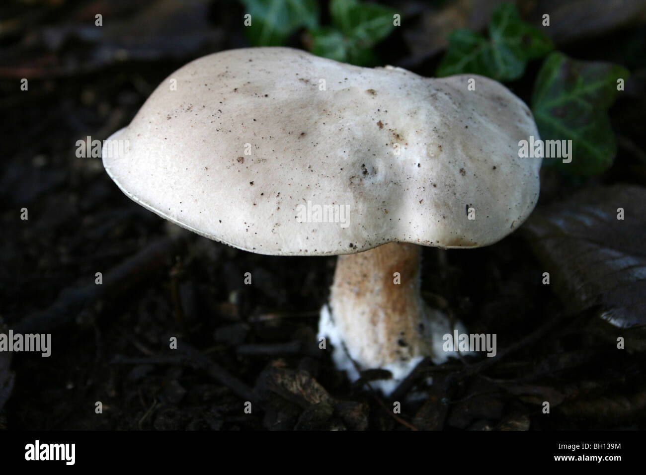 Weiße Pilze genommen in Eastham Country Park, Wirral, Merseyside, Großbritannien Stockfoto