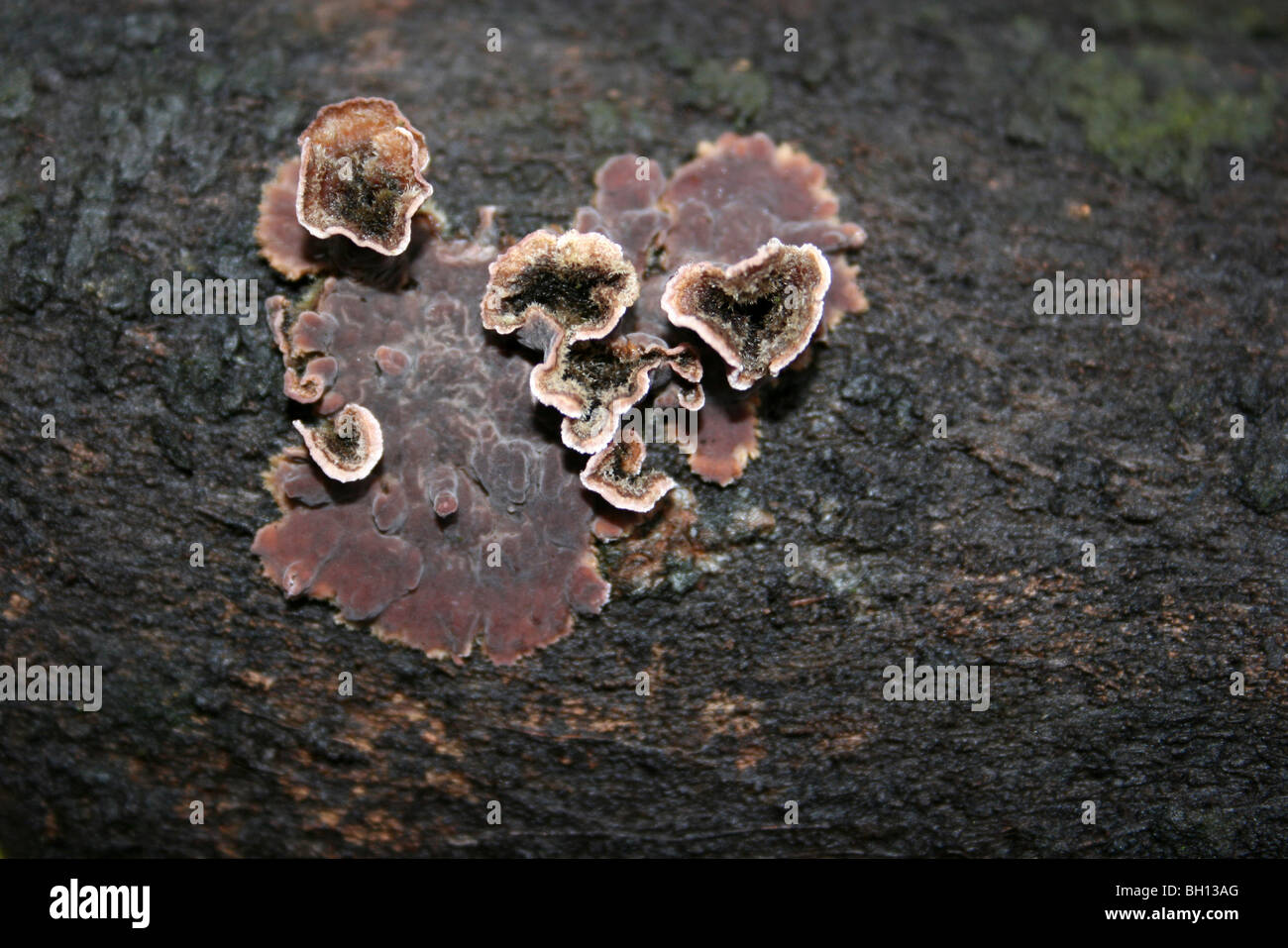 Pilze am Pennington Flash CP, Gtr-Manchester, UK Stockfoto