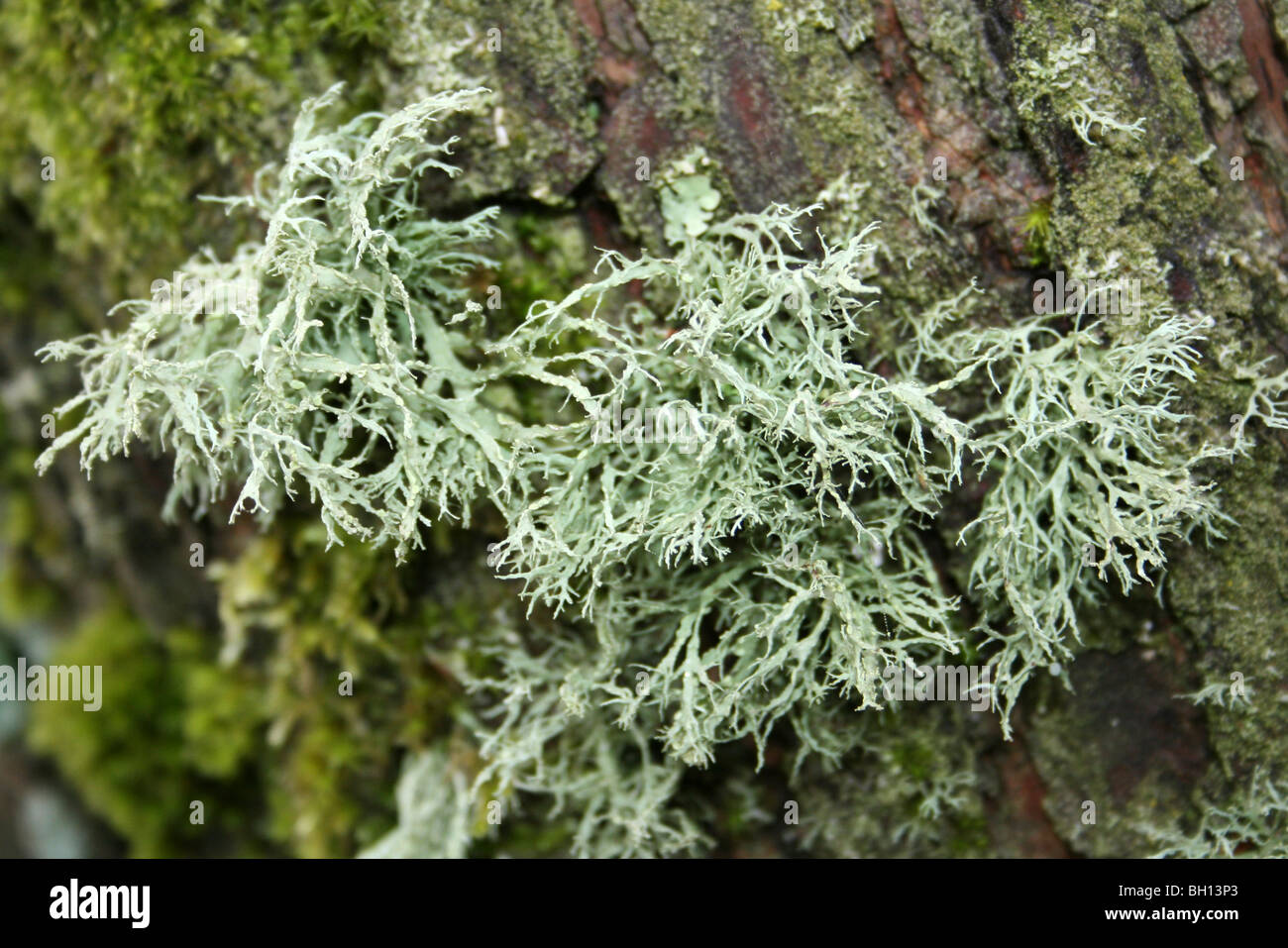 Schnallen Sie Flechten Evernia Prunastri abdecken Tree Trunks in Pennington Flash CP, Gtr Manchester, UK Stockfoto