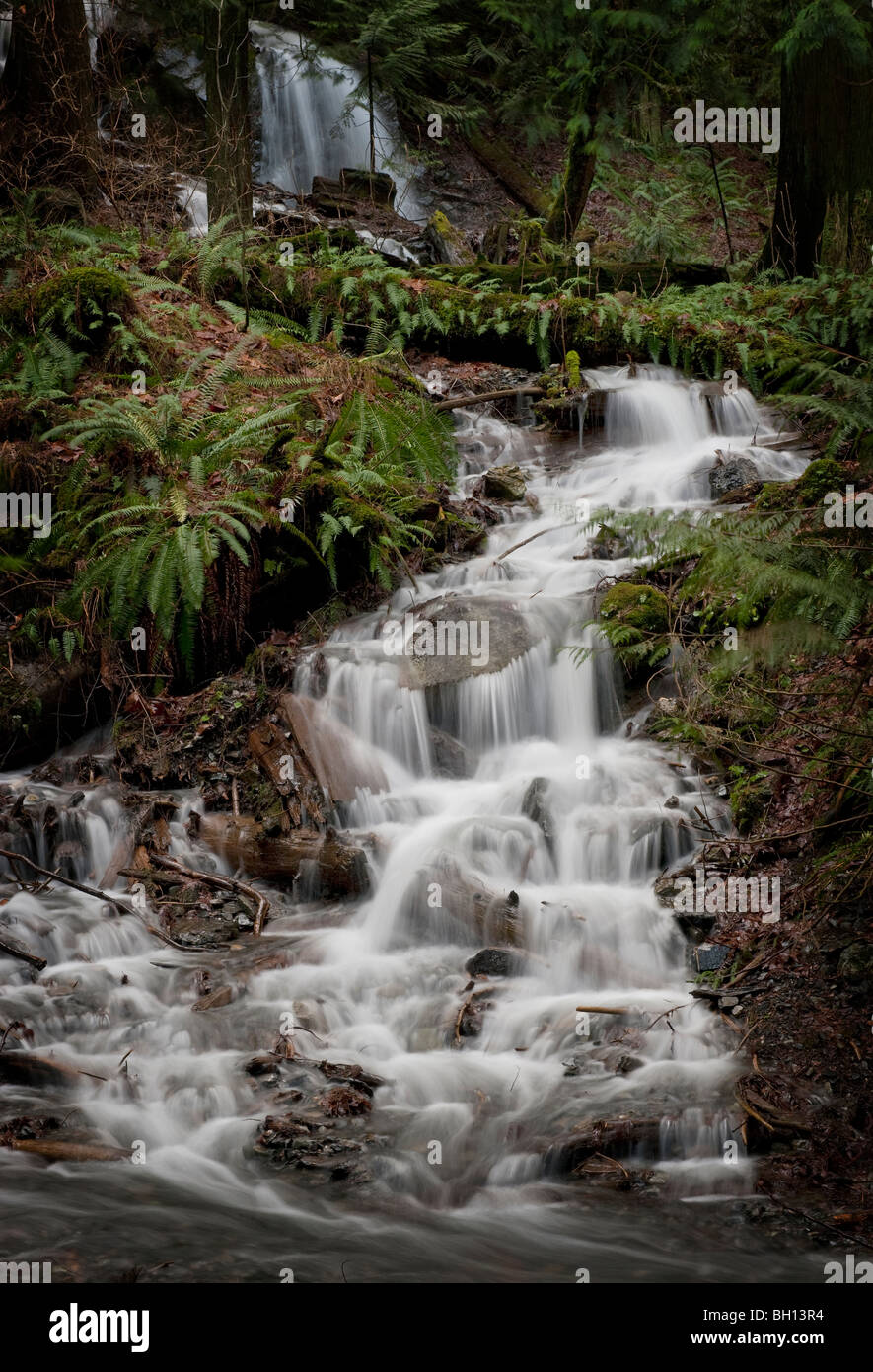 Bridal Creek macht Weg in Cheam Lake Regional Park in British Columbia, Kanada. Gespeist aus Bridal Falls im Park in der Nähe. Stockfoto