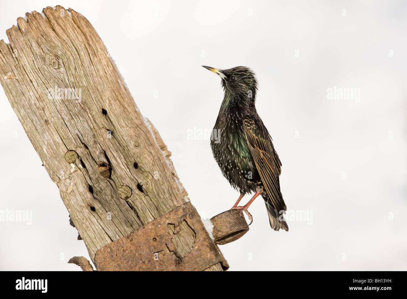 Gemeinsamen Starling Sturnus Vulgaris Erwachsener thront auf einem alten Tor-post Stockfoto