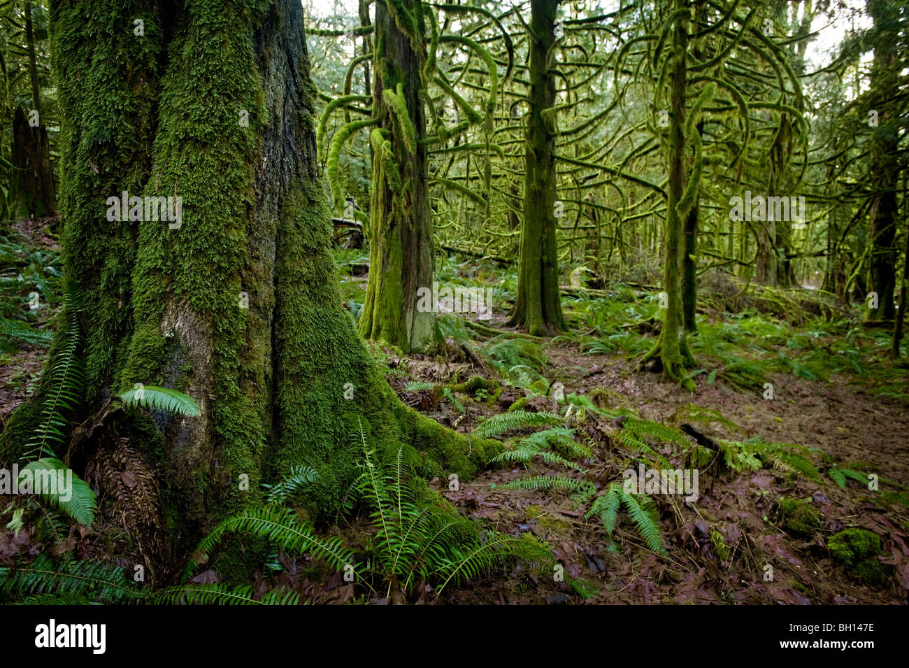 Bridal Falls Provincial Park. Ein gutes Beispiel für einen Regenwald im untereren Festland von British Columbia, Kanada. Farne und Moose. Stockfoto