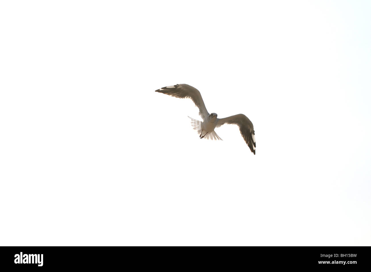 MEW an Ostsee, Swinoujscie, Polen Stockfoto