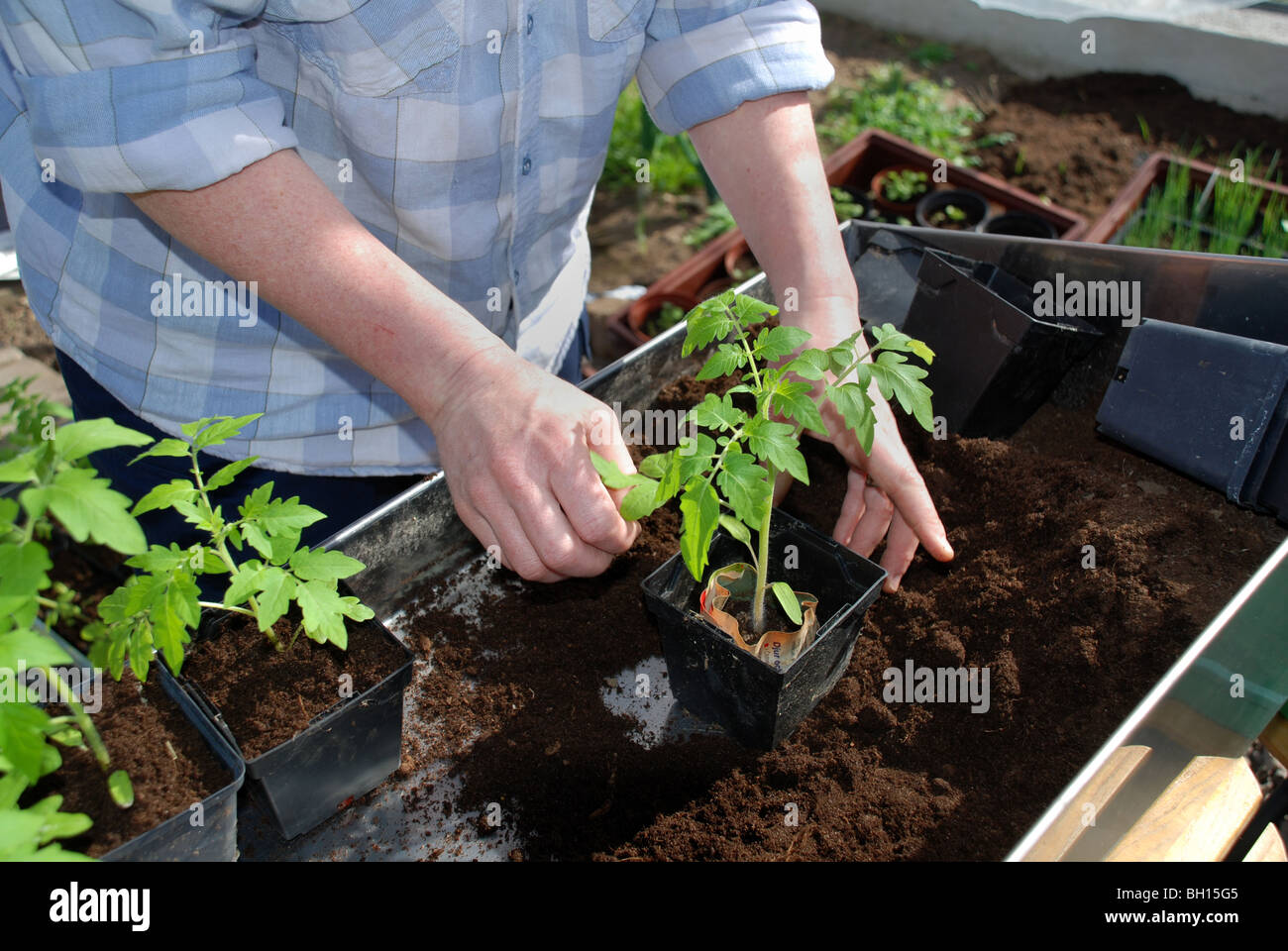 Tomatenpflanzen im Topf Stockfoto