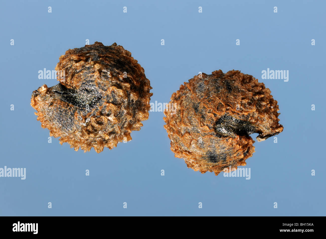 Zwei Cleome Samen in extremer Nahaufnahme (Spinne Blume) 6 X 35 mm Stockfoto