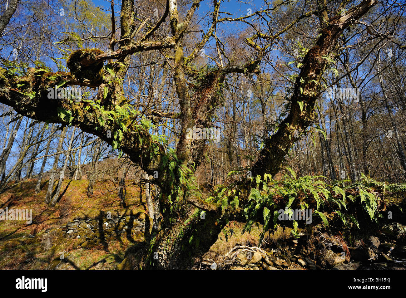 Parasitäre Farne wachsen auf den Ästen eines Baumes tot und verfallen in Wäldern in der Nähe von Killin, Perthshire, Schottland Stockfoto