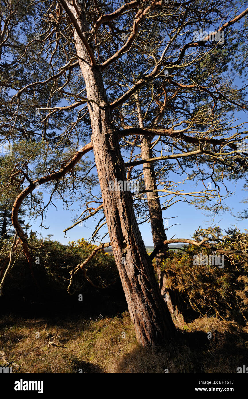 Kiefern im Wald in der Nähe von Golspie, Sutherland, Schottland, UK Stockfoto