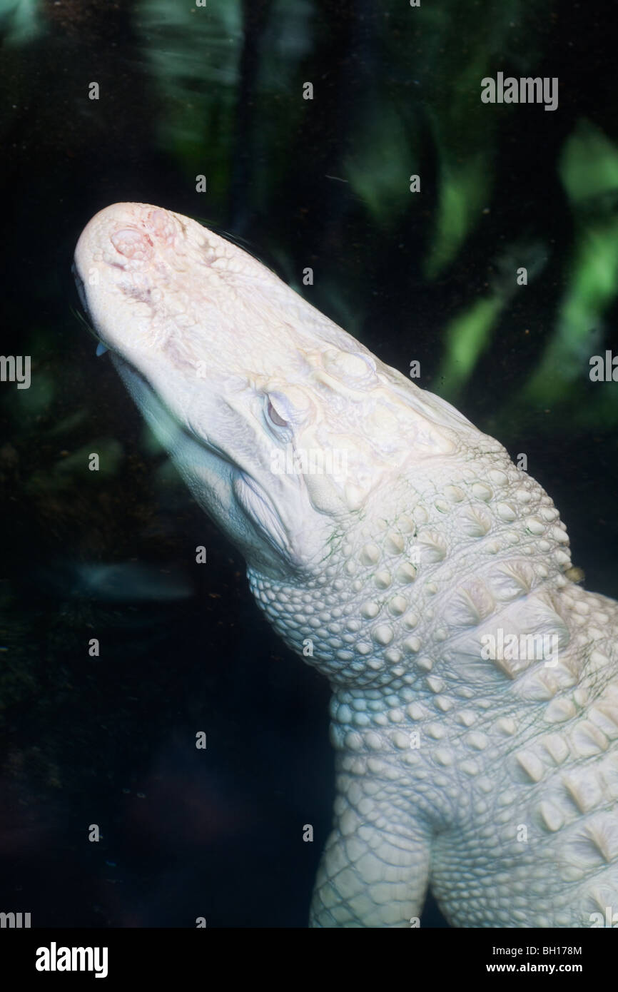 Seltenen Albino Alligator Alligator mississippiensis Stockfoto