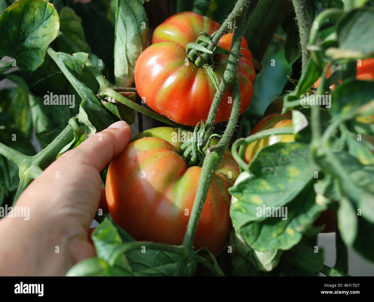 Hand-Kommissionierung-Tomaten Stockfoto