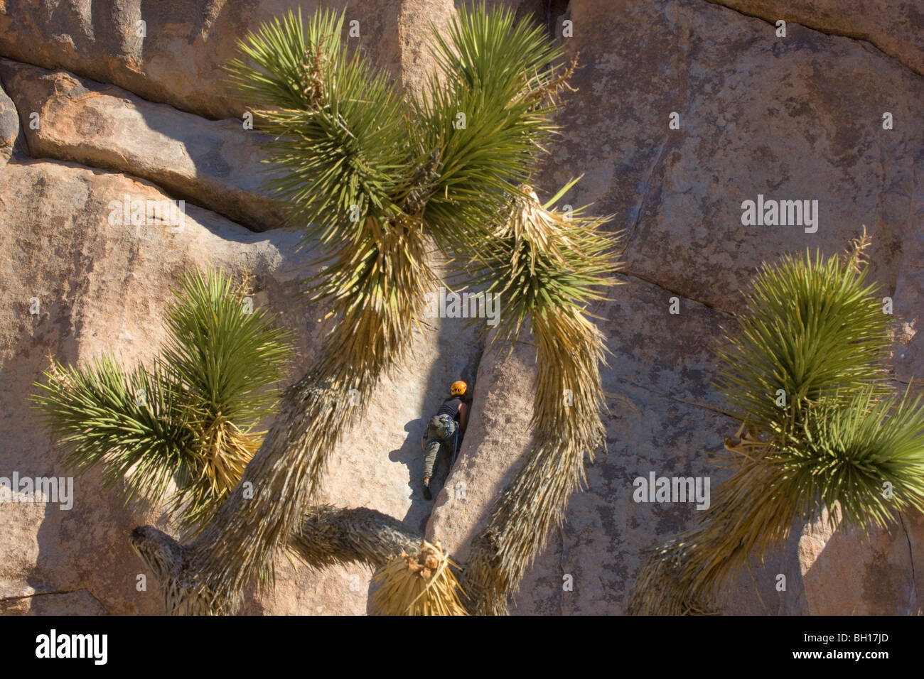 Kletterer in Joshua Tree Nationalpark, Kalifornien. (Modell freigegeben) Stockfoto