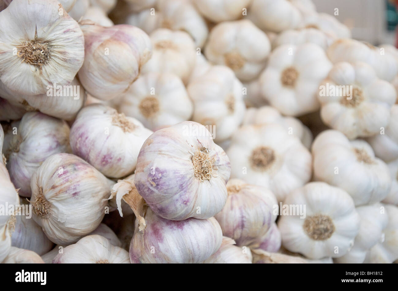 Anzeige der violette Knoblauch auf einem Bauernmarkt Stockfoto