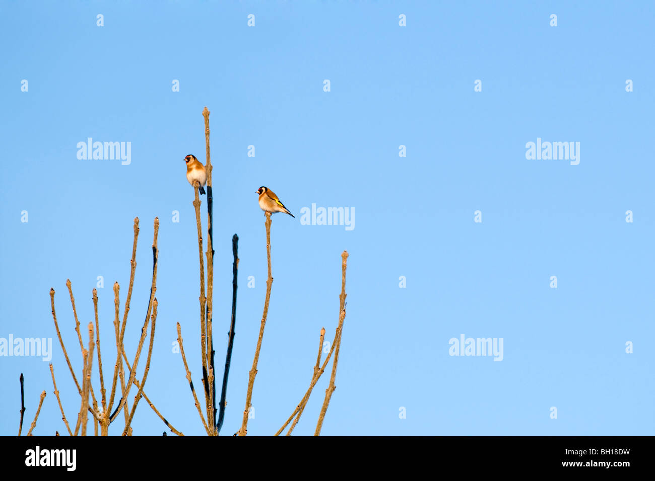 Ein paar Stieglitze saß auf hohe Zweige gebadet im Morgengrauen Sonnenlicht genommen vor blauem Himmel Stockfoto