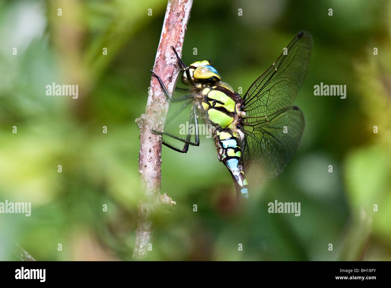 Aeshna cyanea Southern Hawker - Stockfoto