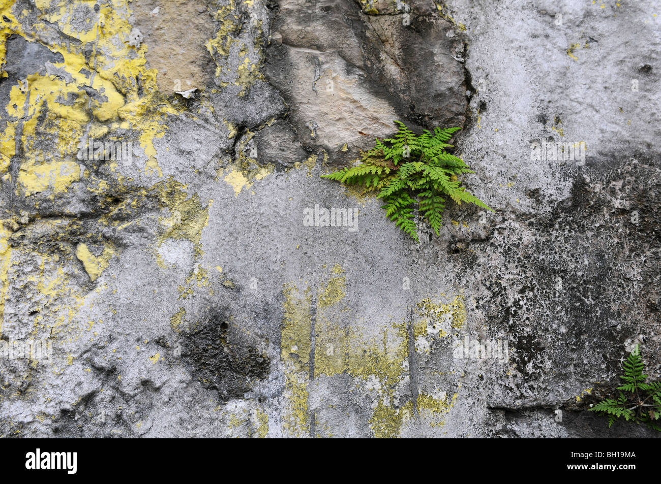 Grunge Hintergrundwand mit Farn-Pflanzen Stockfoto