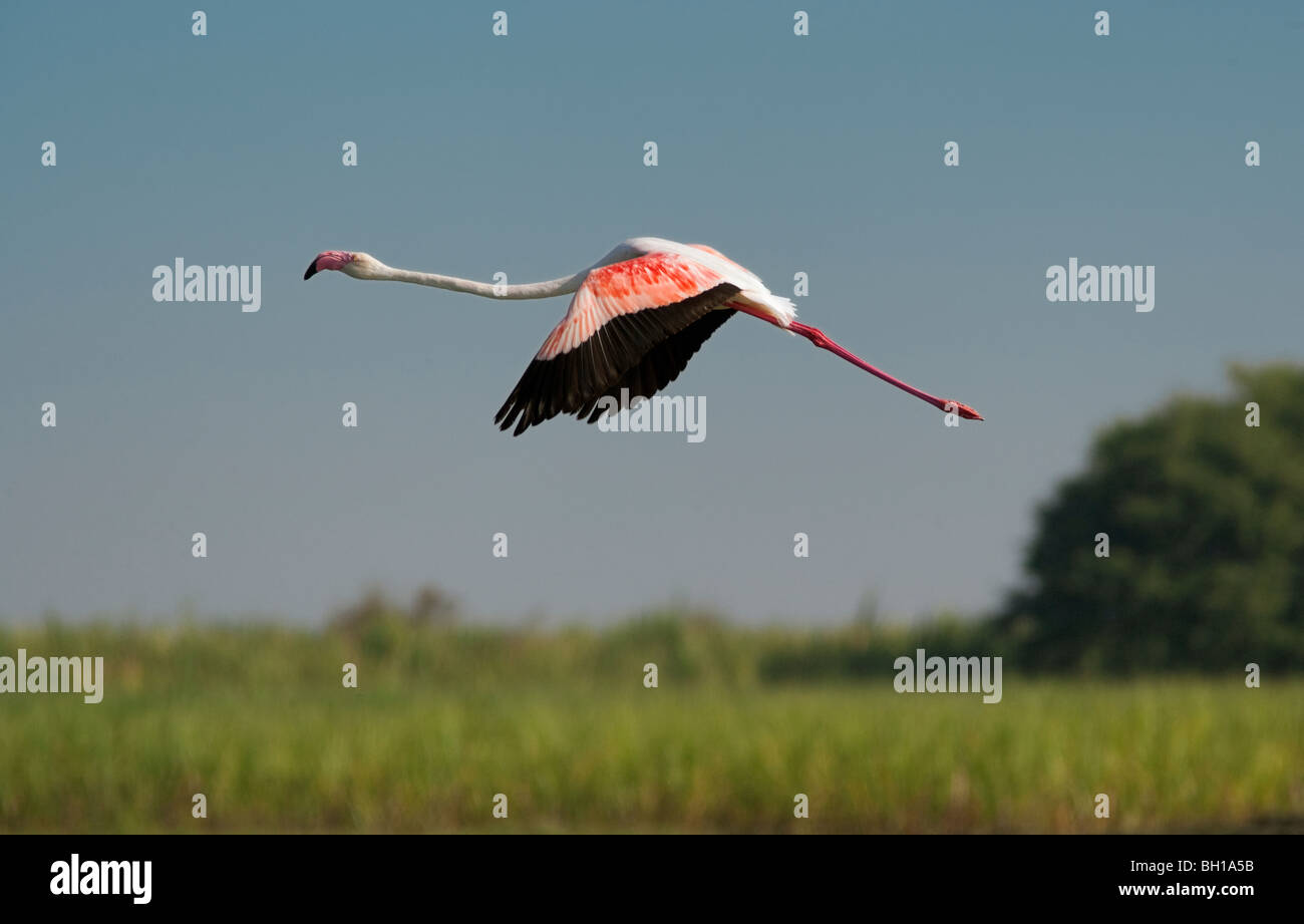 Der Rosaflamingo (Phoenicopterus Roseus) Stockfoto