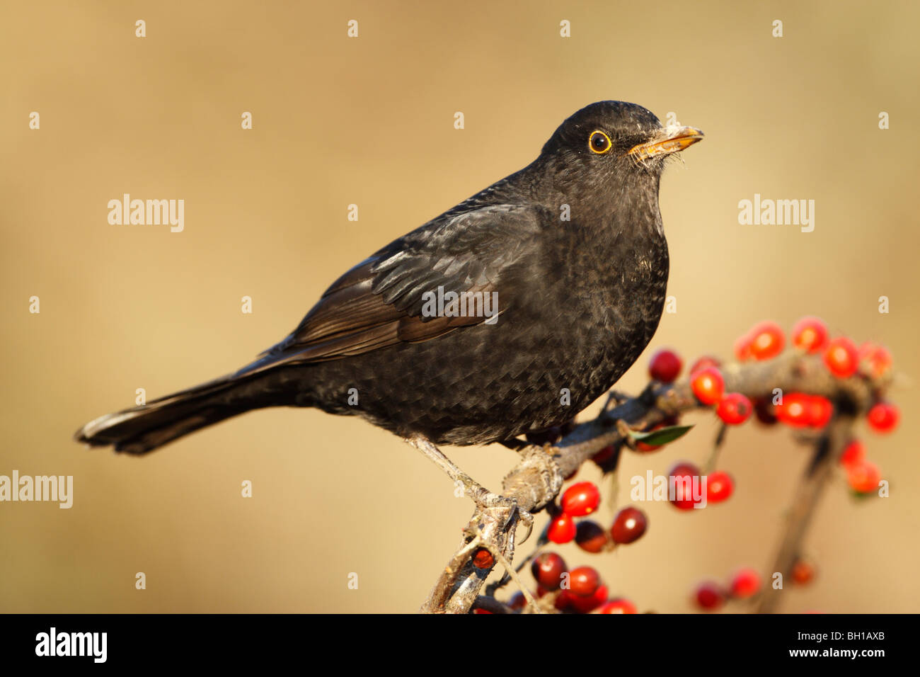 Amsel (Turdus Merula) männlichen thront auf Zweig, beladen mit roten Beeren Stockfoto