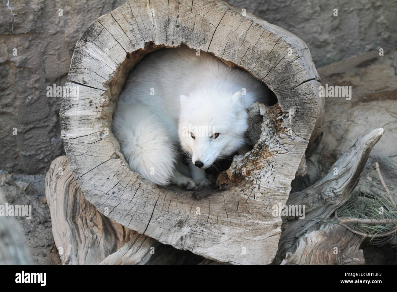 MF - 134D, Polarfuchs, IN NEST LOG, Alopex Lagopus, Stockfoto