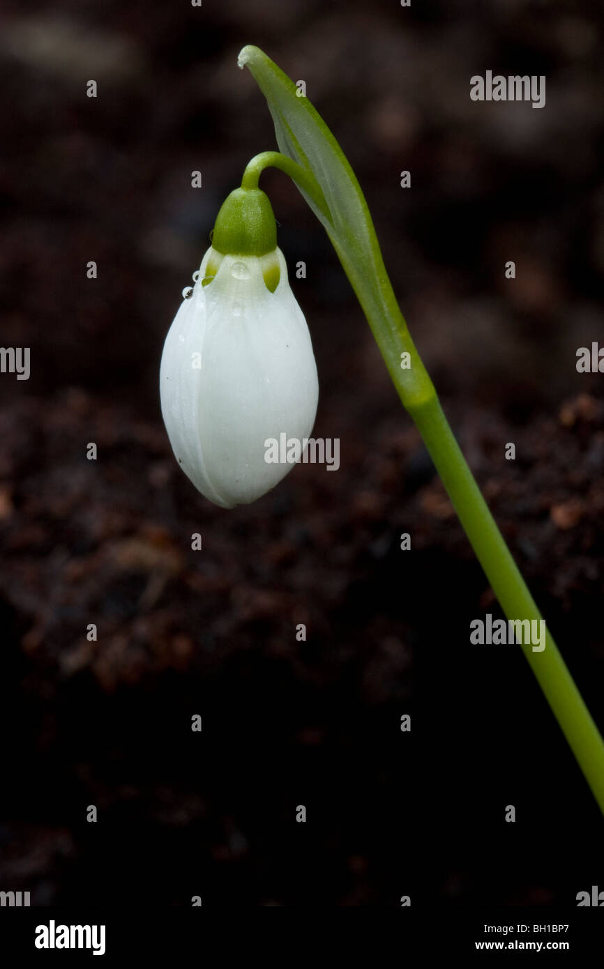 Schneeglöckchen gerade zu blühen beginnen. Stockfoto