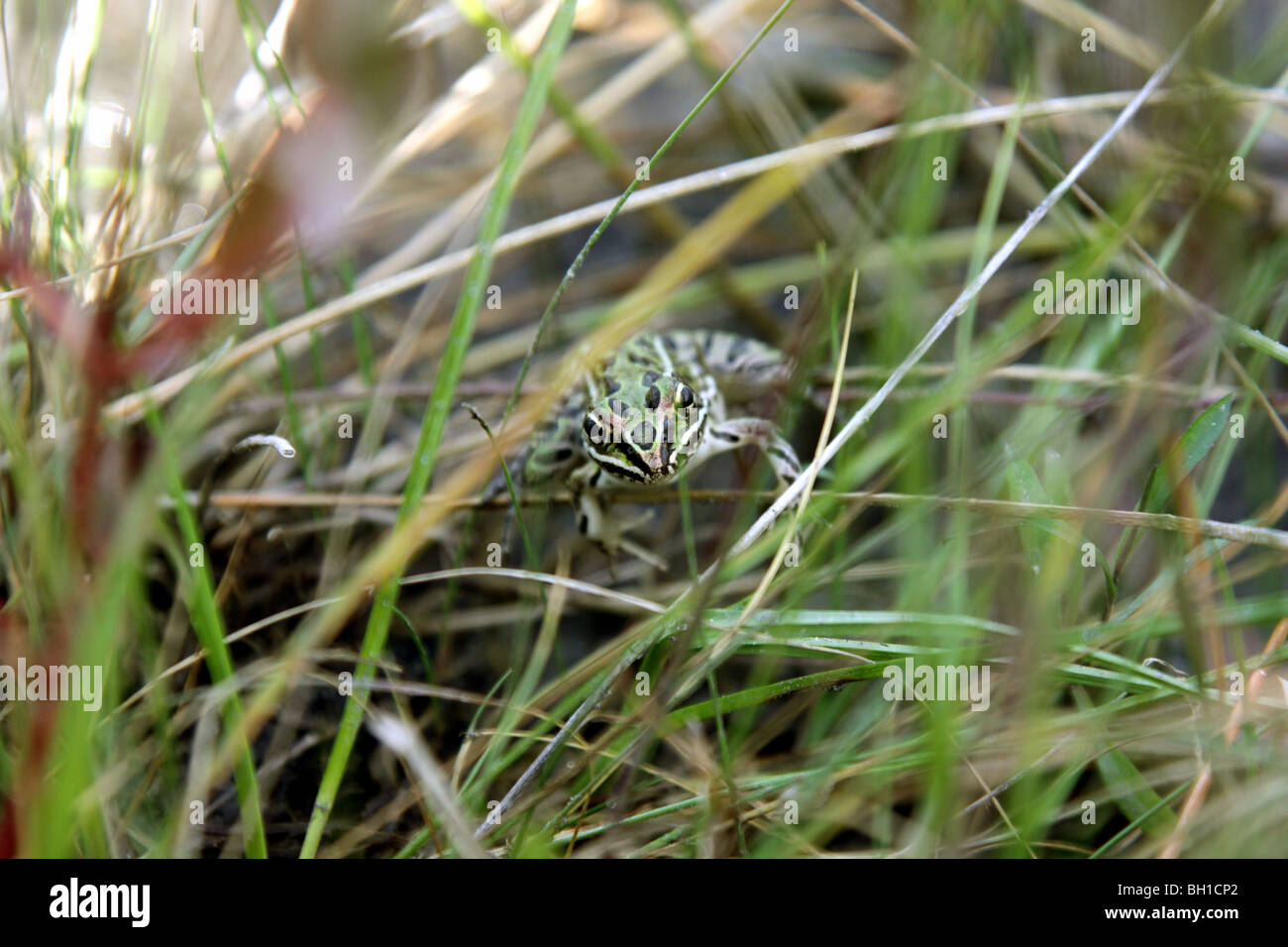 Leopard Frog sitzen in Grass Stockfoto
