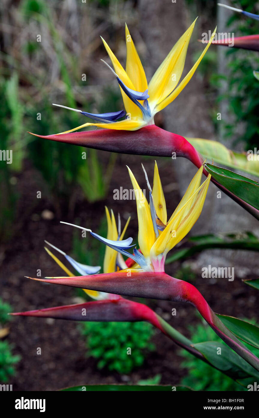 Strelitzia Reginae Aiton Mandela gold Kran Blume oder Paradiesvogel Blume Strelitziaceae, Südafrika Westkap Stockfoto