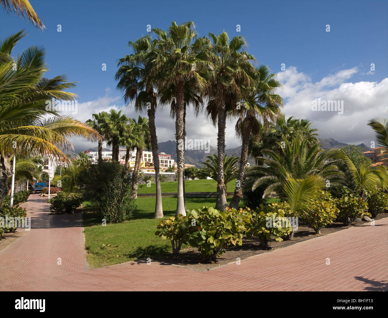 Die Palme gesäumten Promenade im neuesten Markt Ferienort Playa del Duque Costa Adeje im Süden Teneriffa Kanarische Inseln Stockfoto