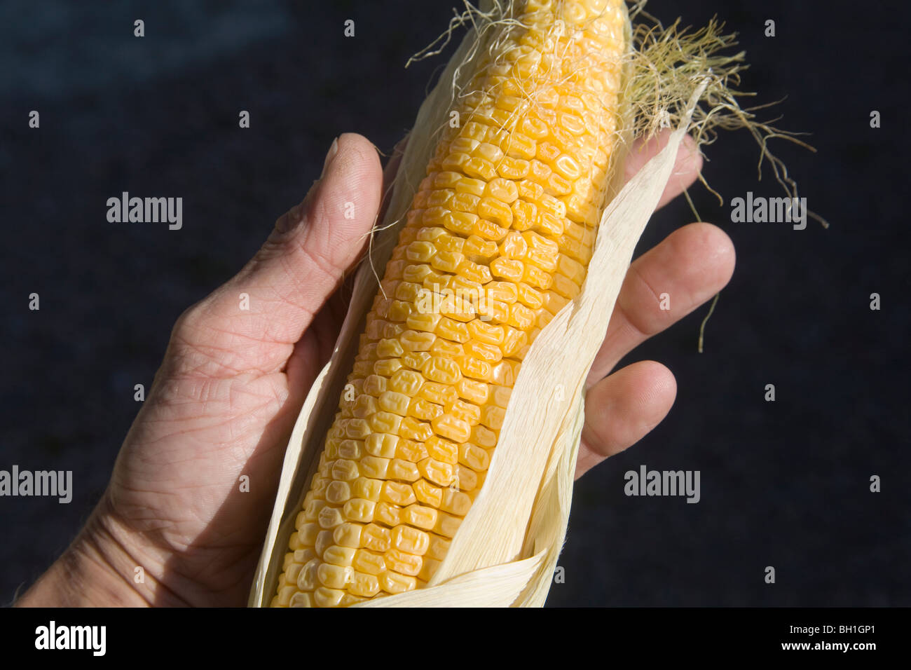 Mais Zea Mays Mais Stockfoto