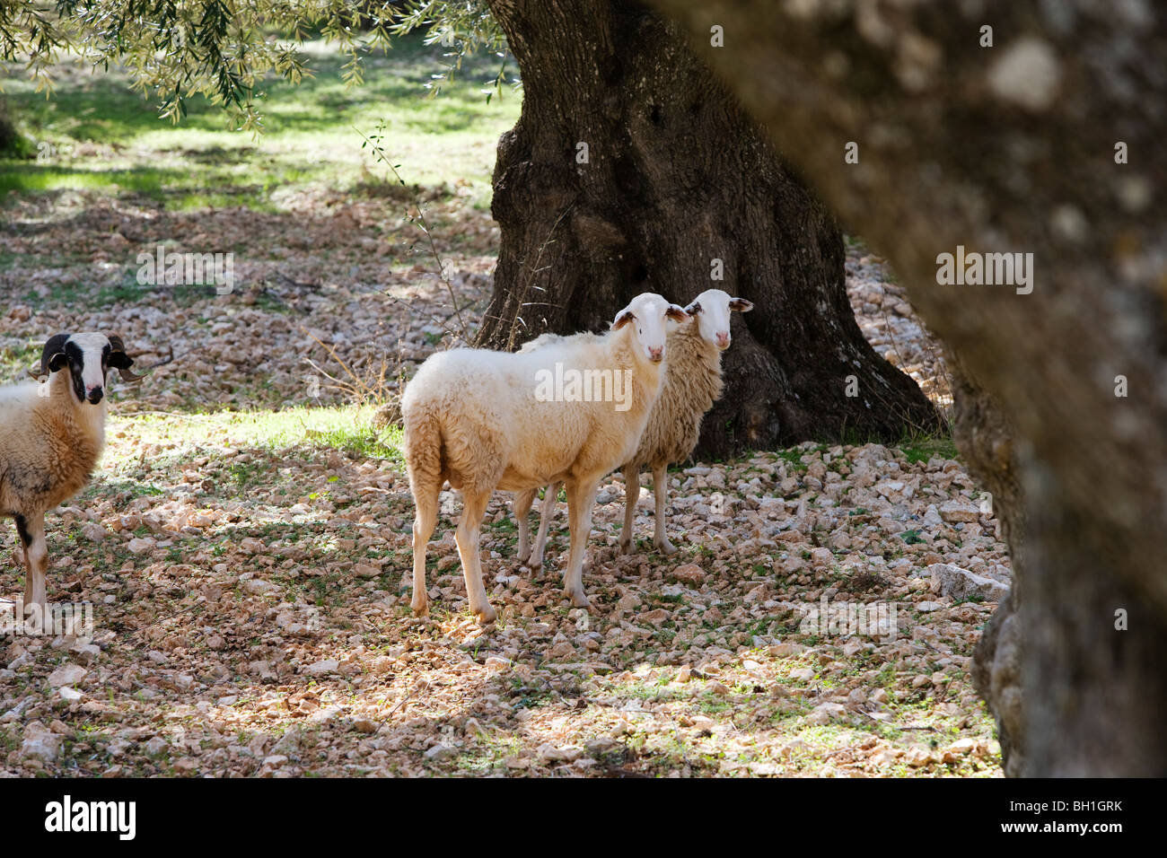Schafe im Schatten der Olivenbäume, Zakynthos, Ionische Inseln, Griechenland, Europa Stockfoto
