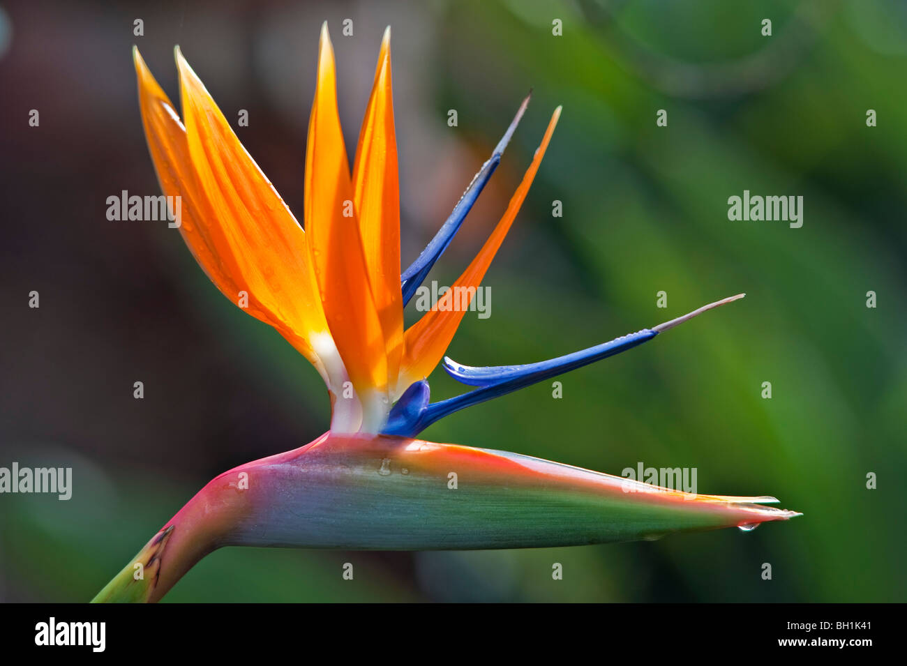 Nahaufnahme einer blühenden Strelitzia reginae, auch bekannt als Kranichblume oder Paradiesvogel Stockfoto