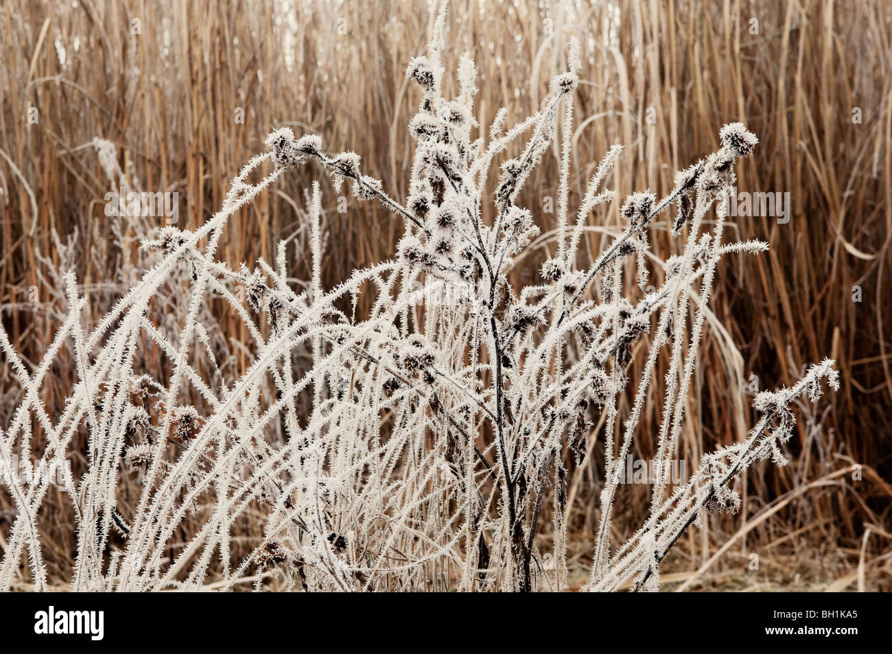 frostigen Pflanze Stiele Stockfoto