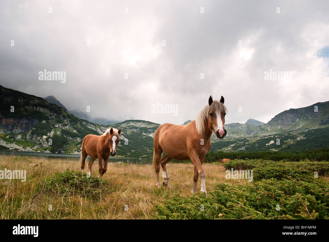 wilde Pferde und Fohlen auf die sieben Rila Seen Bulgarien Stockfoto
