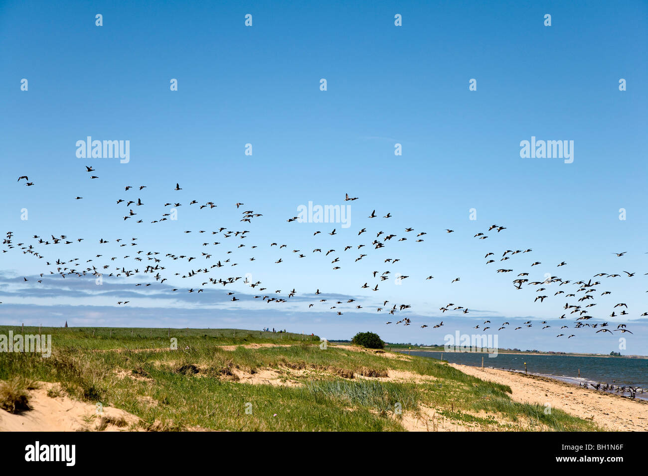 Gänse, Wattenmeer, Amrum, Insel, Nordfriesischen Inseln, Schleswig-Holstein, Deutschland Stockfoto