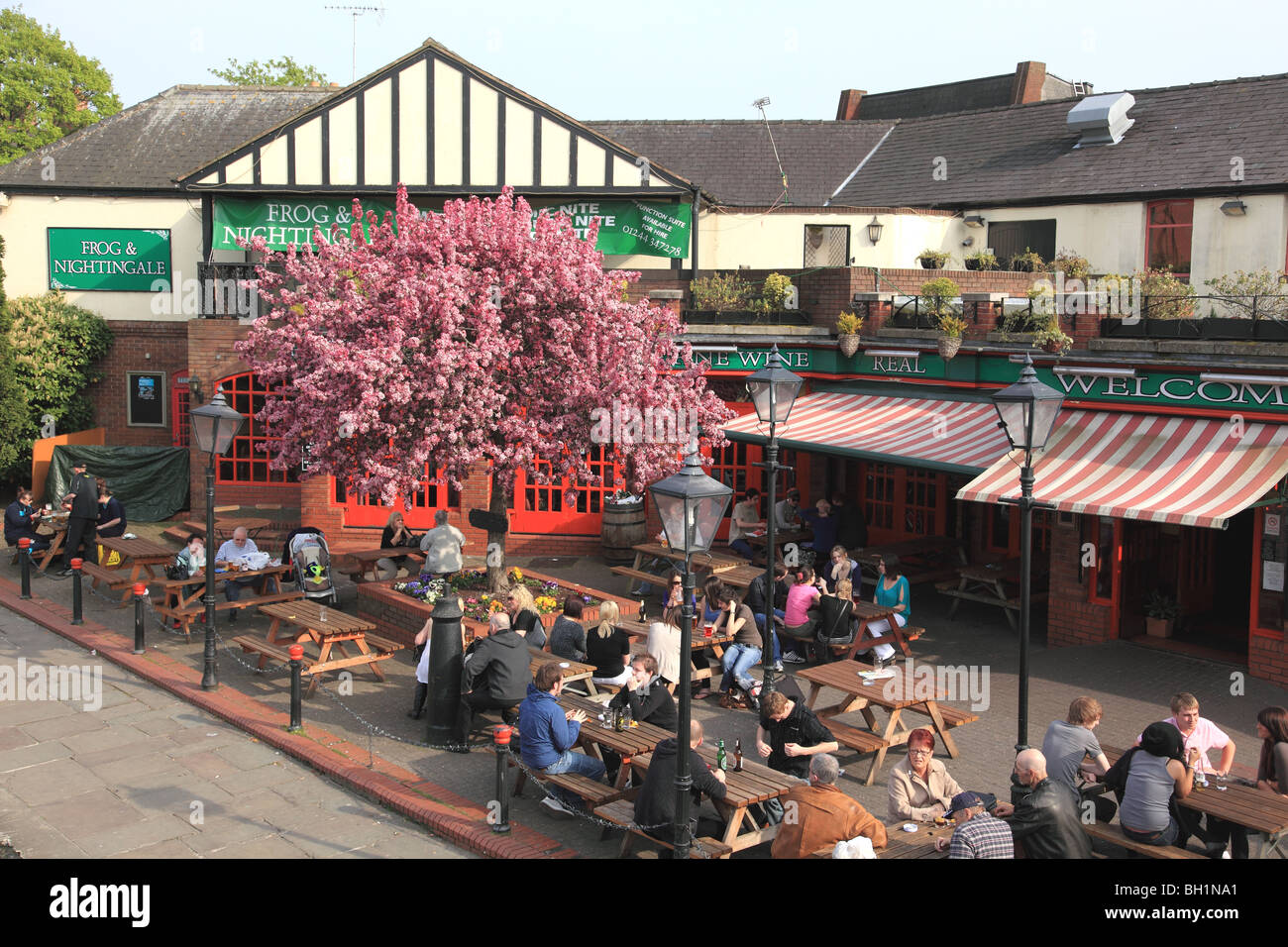 Frosch und Nachtigall Pub, Kanalseite, Chester, im Frühjahr. Kunden sitzen und trinken außerhalb mit einem Kirschbaum in voller Blüte Stockfoto