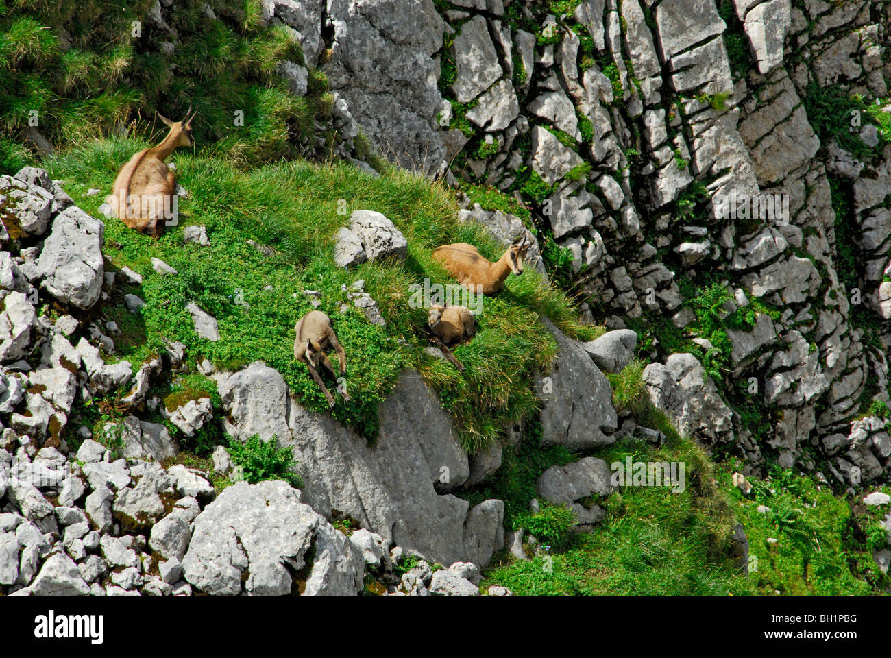 Zwei Gämsen und zwei Kitze (Baby Chamois), Kaiser-Bereich, Tirol, Österreich Stockfoto