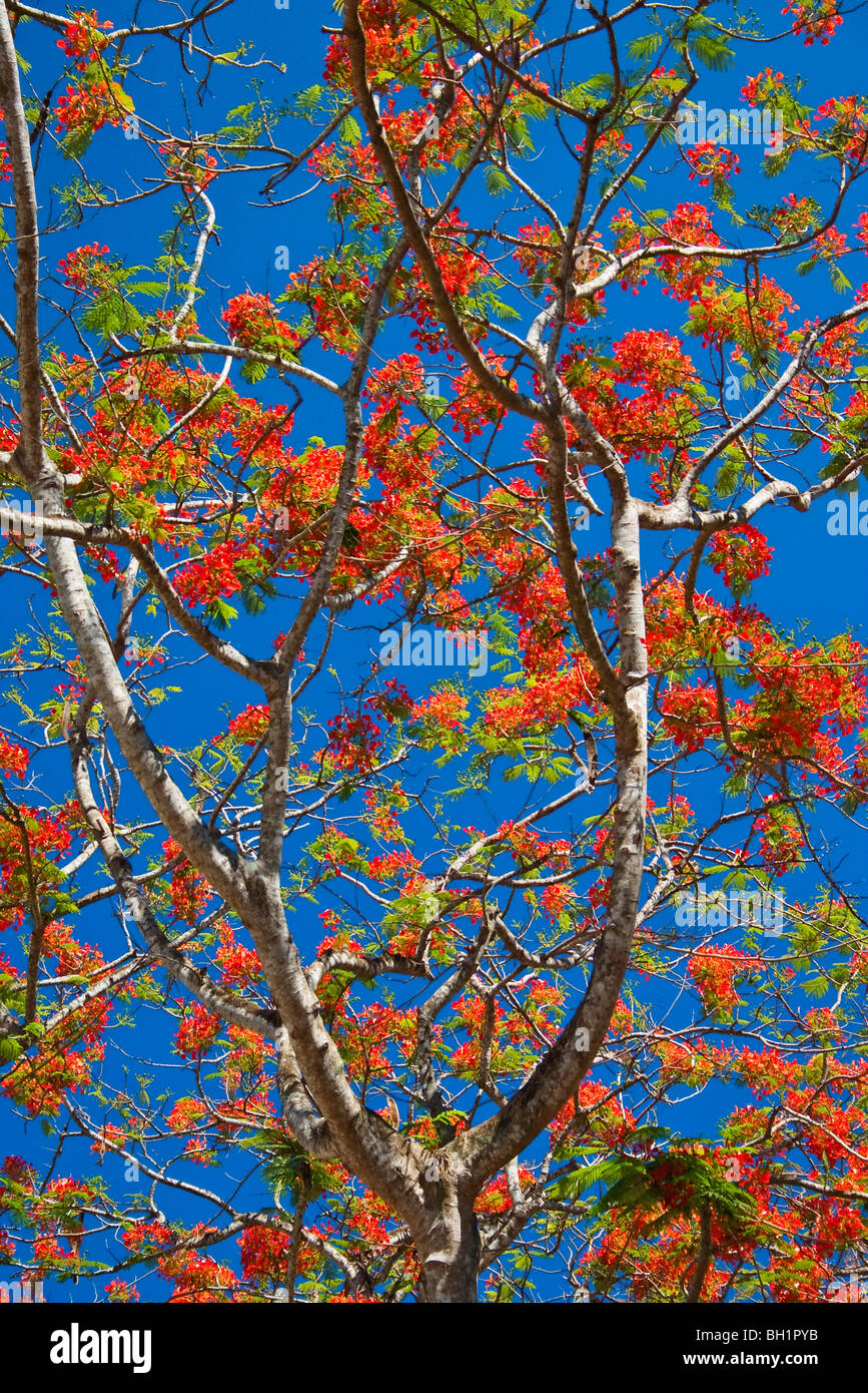 Flame Tree gegen den blauen Himmel, Delonix Regia, Havelock, Andaman Inseln, Indien Stockfoto