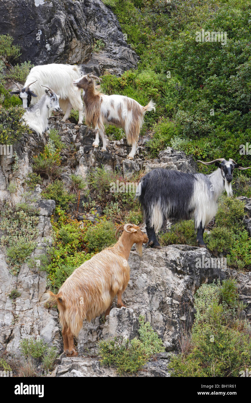 Cephalonia, Ziegen, stehend auf einem felsigen Hang, Ionische Inseln, Griechenland Stockfoto
