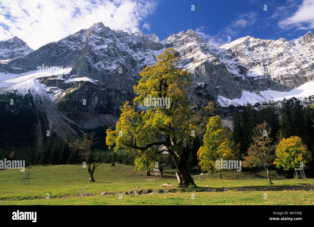 Ahornbäume im Herbst Farben, schneebedeckten Gipfel der Rauhkarlspitze und  Kaltwasserkarspitze im Hintergrund, Kleiner Ahornboden, K Stockfotografie -  Alamy
