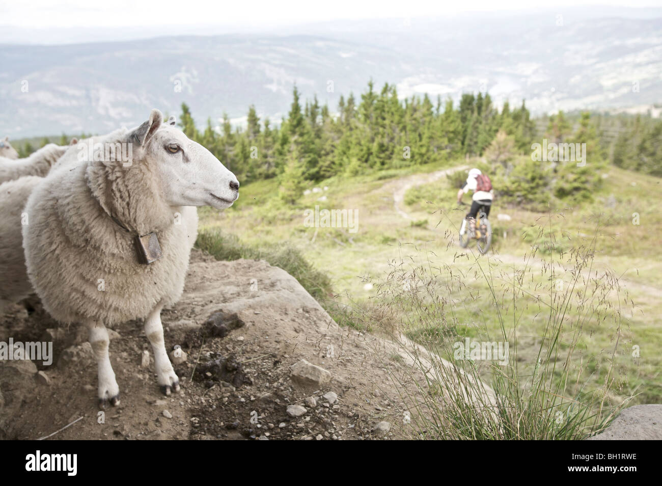 Mountainbiker fahren vorbei an einer Schafherde in den Bergen, Lillehammer, Norwegen Stockfoto