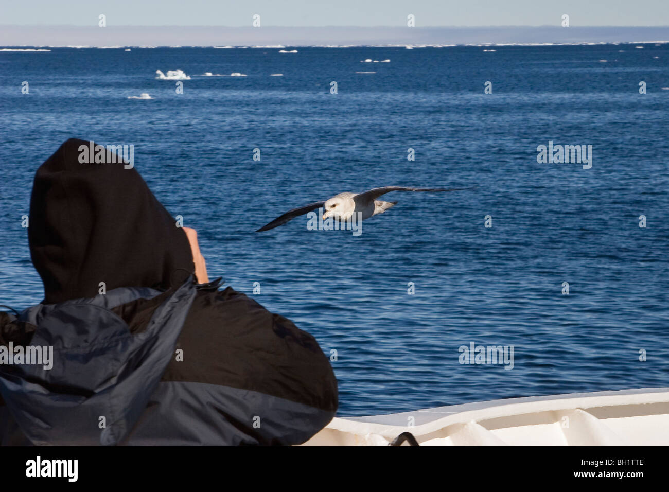 Touristen fotografieren Fulmar an Bord eines Schiffes der Expedition, Spitzbergen, Norwegen Stockfoto