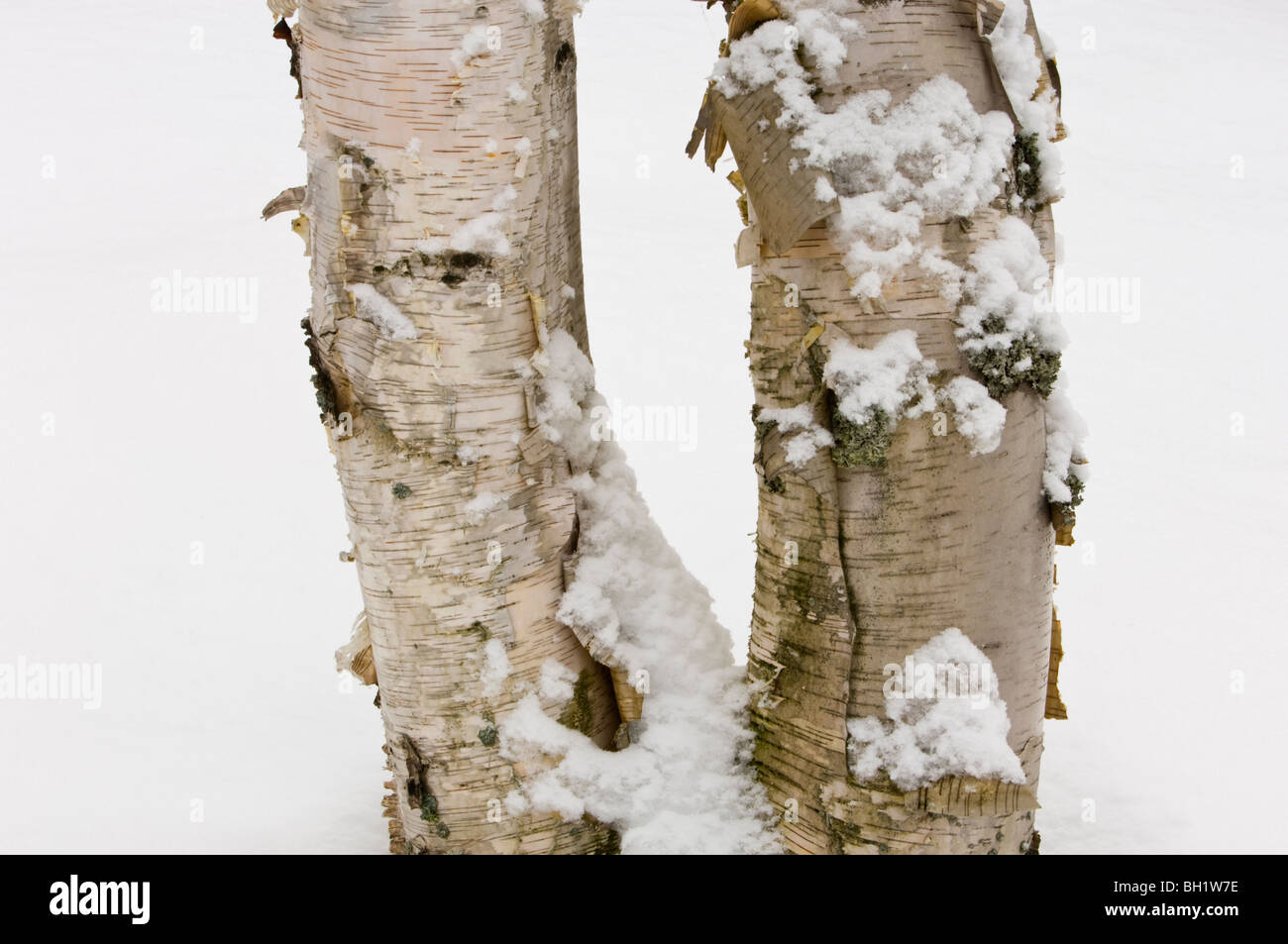Weiße Birke (Betula Papyrifera) Baumstämme und Neuschnee, Greater Sudbury, Ontario, Kanada Stockfoto