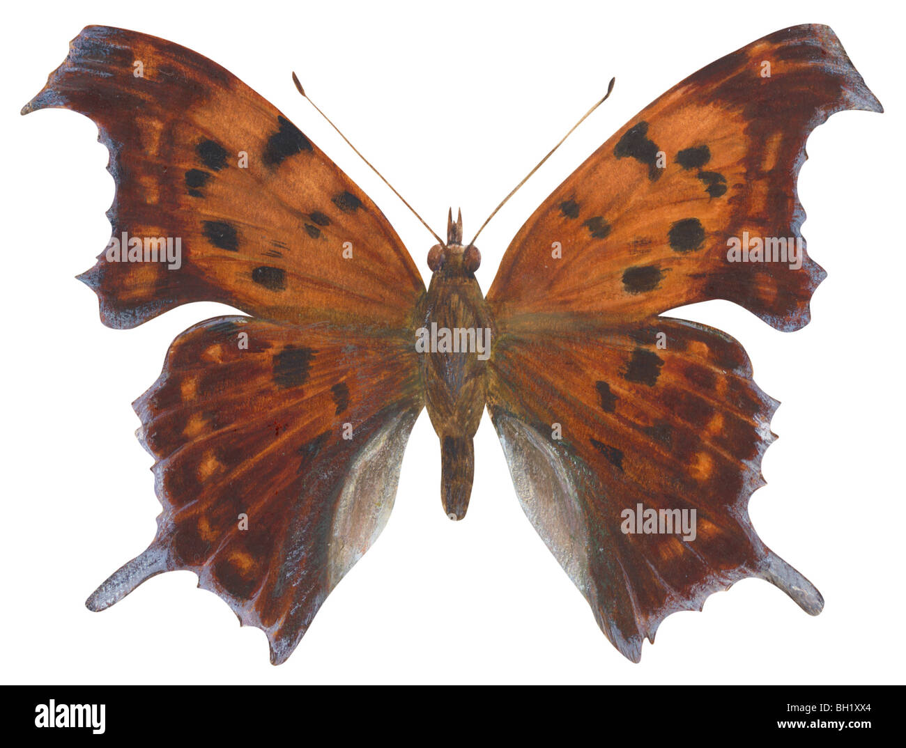 Fragezeichen-Schmetterling Stockfoto